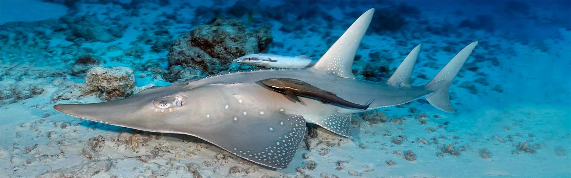 Whitespotted Guitarfish: Unveiling the Mysteries of These Unique Marine Creatures